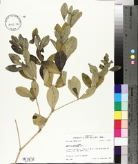 Baptisia nuttalliana image