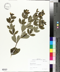 Baptisia nuttalliana image