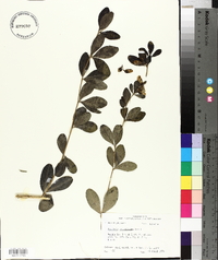 Baptisia nuttalliana image