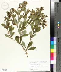 Baptisia nuttalliana image