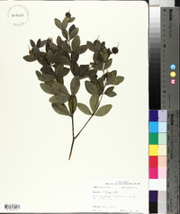 Baptisia nuttalliana image