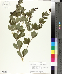 Baptisia nuttalliana image