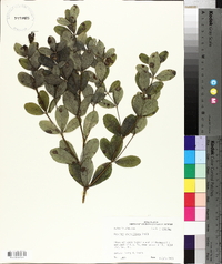 Baptisia nuttalliana image