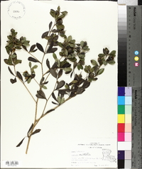 Baptisia nuttalliana image