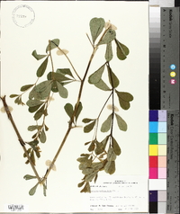 Baptisia nuttalliana image