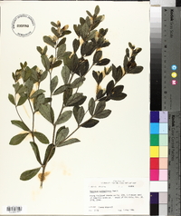 Baptisia nuttalliana image