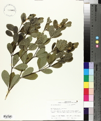 Baptisia nuttalliana image