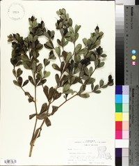 Baptisia nuttalliana image