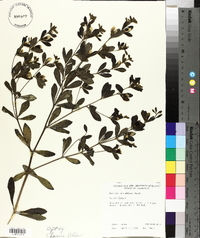 Baptisia nuttalliana image