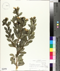 Baptisia nuttalliana image