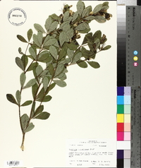 Baptisia nuttalliana image