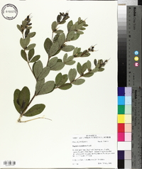 Baptisia nuttalliana image