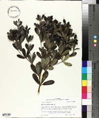 Baptisia nuttalliana image