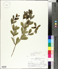 Baptisia nuttalliana image