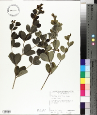 Baptisia nuttalliana image