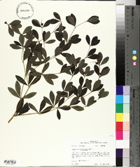 Baptisia nuttalliana image