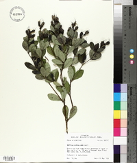 Baptisia nuttalliana image