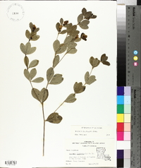 Baptisia nuttalliana image