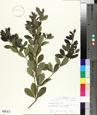 Baptisia nuttalliana image