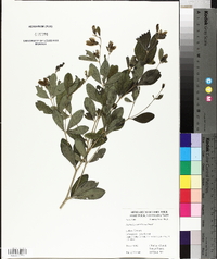 Baptisia nuttalliana image