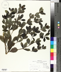 Baptisia nuttalliana image