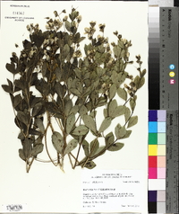 Baptisia nuttalliana image