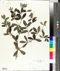 Baptisia nuttalliana image