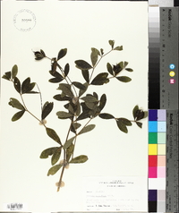 Baptisia nuttalliana image