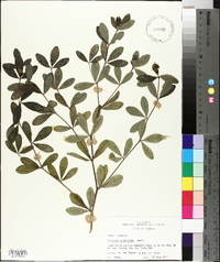 Baptisia nuttalliana image