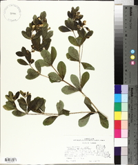 Baptisia nuttalliana image