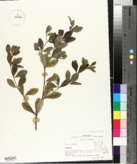 Baptisia nuttalliana image