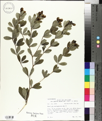 Baptisia nuttalliana image