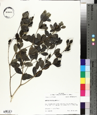 Baptisia nuttalliana image