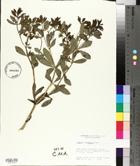 Baptisia sphaerocarpa image