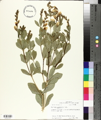 Baptisia sphaerocarpa image