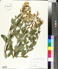 Baptisia sphaerocarpa image