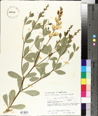 Baptisia sphaerocarpa image