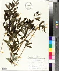 Baptisia sphaerocarpa image