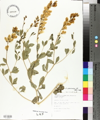 Baptisia sphaerocarpa image