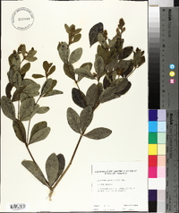 Baptisia sphaerocarpa image