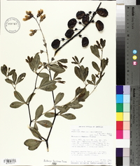 Baptisia alba image