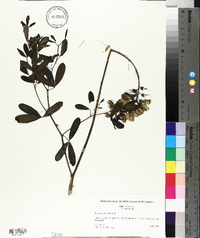 Baptisia alba image