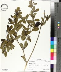 Baptisia alba image