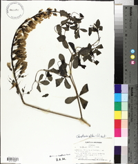 Baptisia alba image