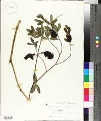 Baptisia alba image