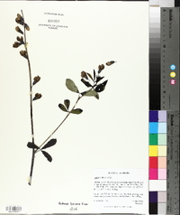 Baptisia alba image