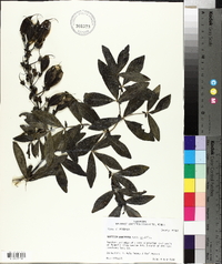 Baptisia bracteata image