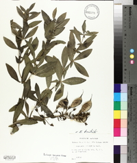 Baptisia bracteata image