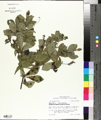 Baptisia bracteata image