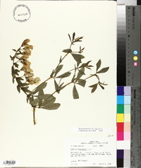 Baptisia bracteata image